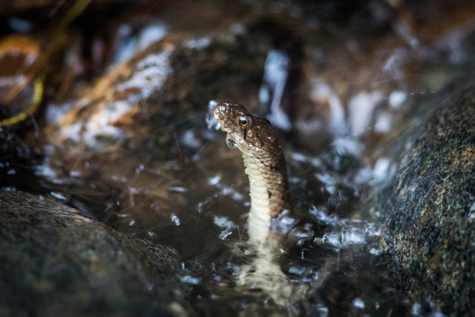 wildlife photography safari Checkered Keelback Sri Lanka Inger Vandyke